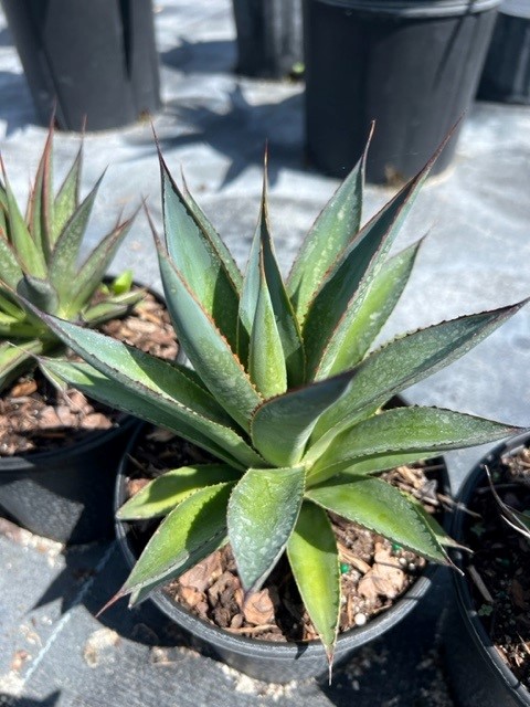 agave-blue-glow