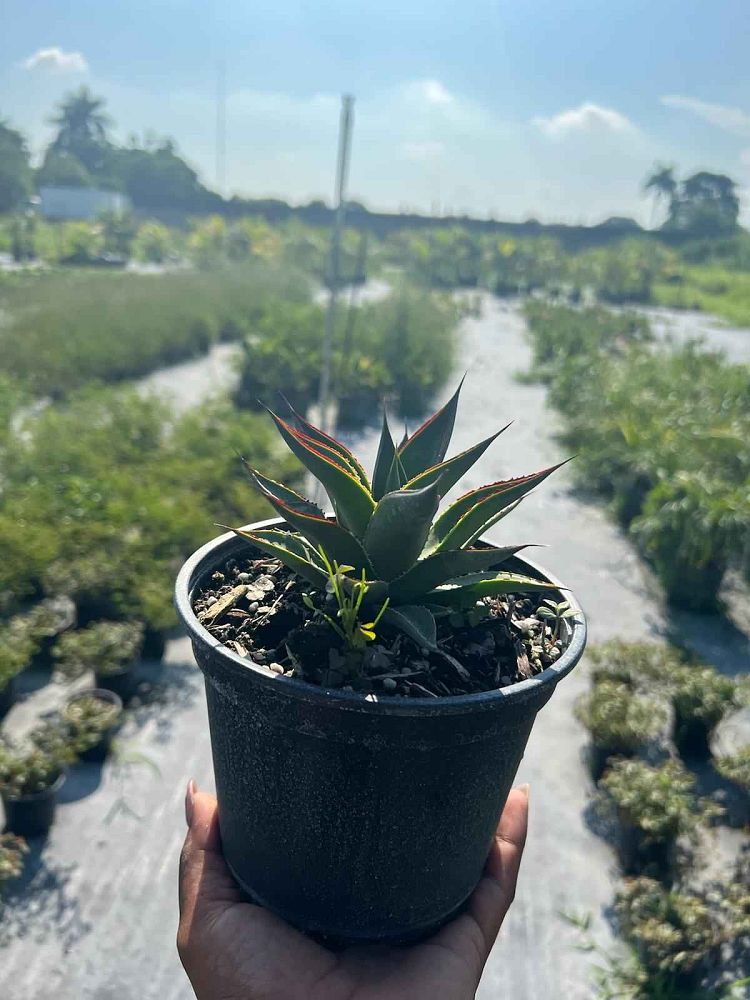 agave-blue-glow