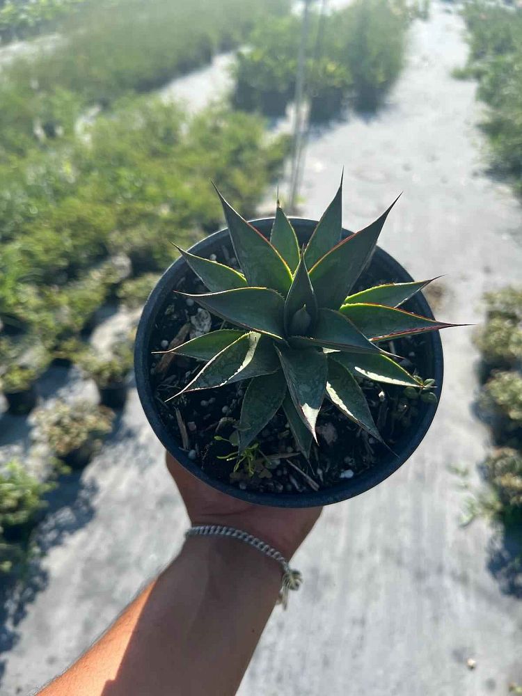 agave-blue-glow