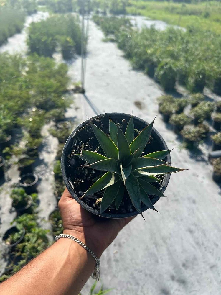 agave-blue-glow
