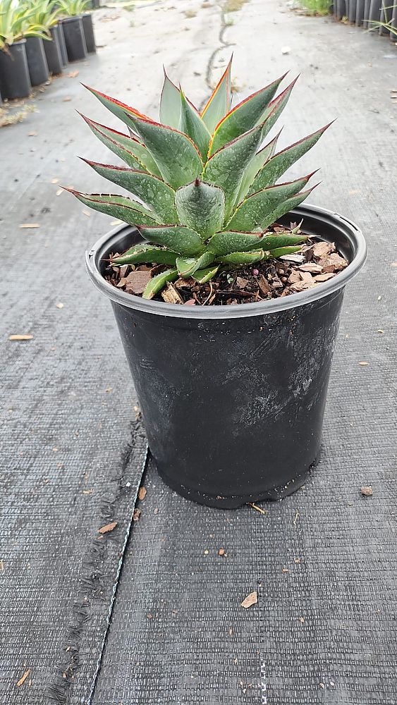 agave-blue-glow