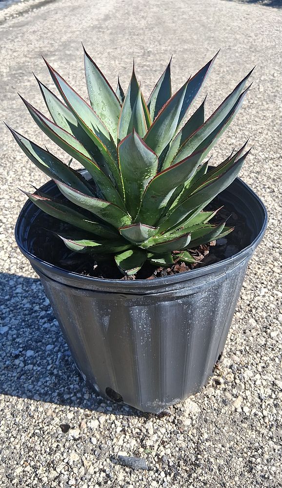 agave-blue-glow