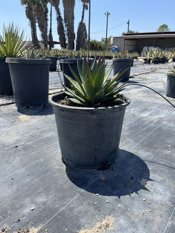 agave-blue-glow