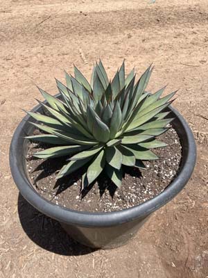 agave-blue-glow
