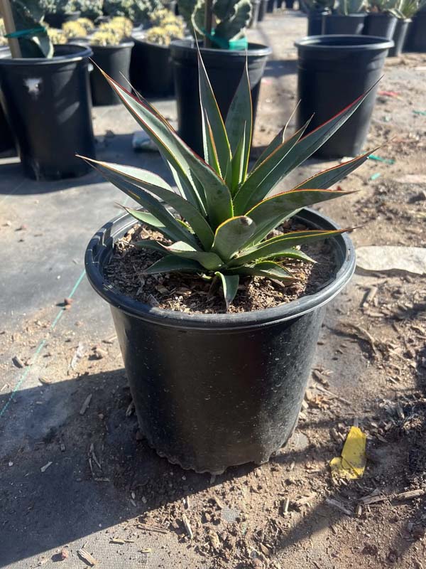 agave-blue-glow