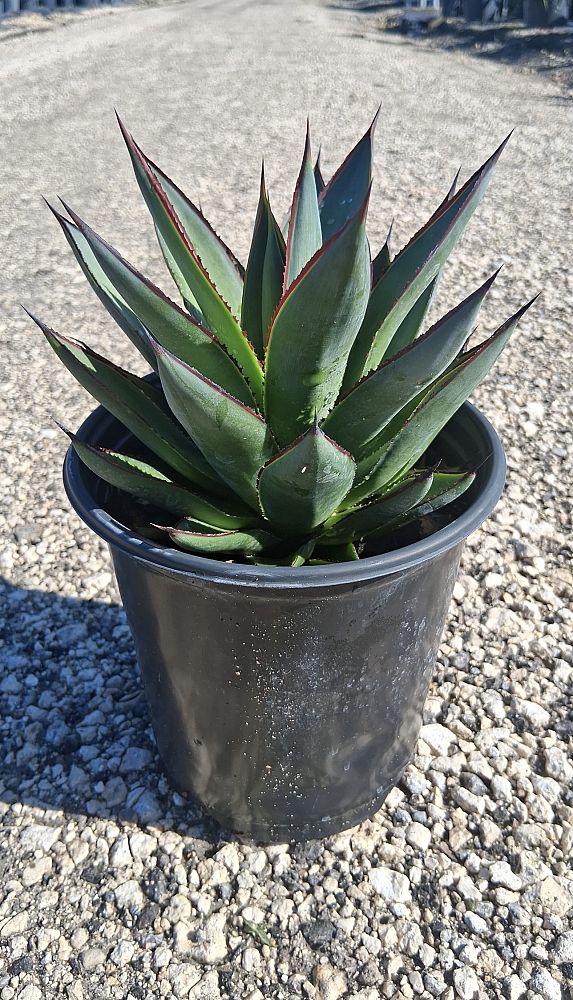agave-blue-glow