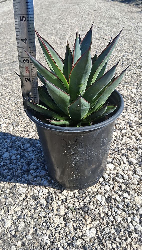 agave-blue-glow