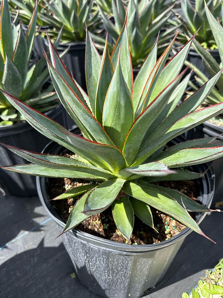 agave-blue-glow