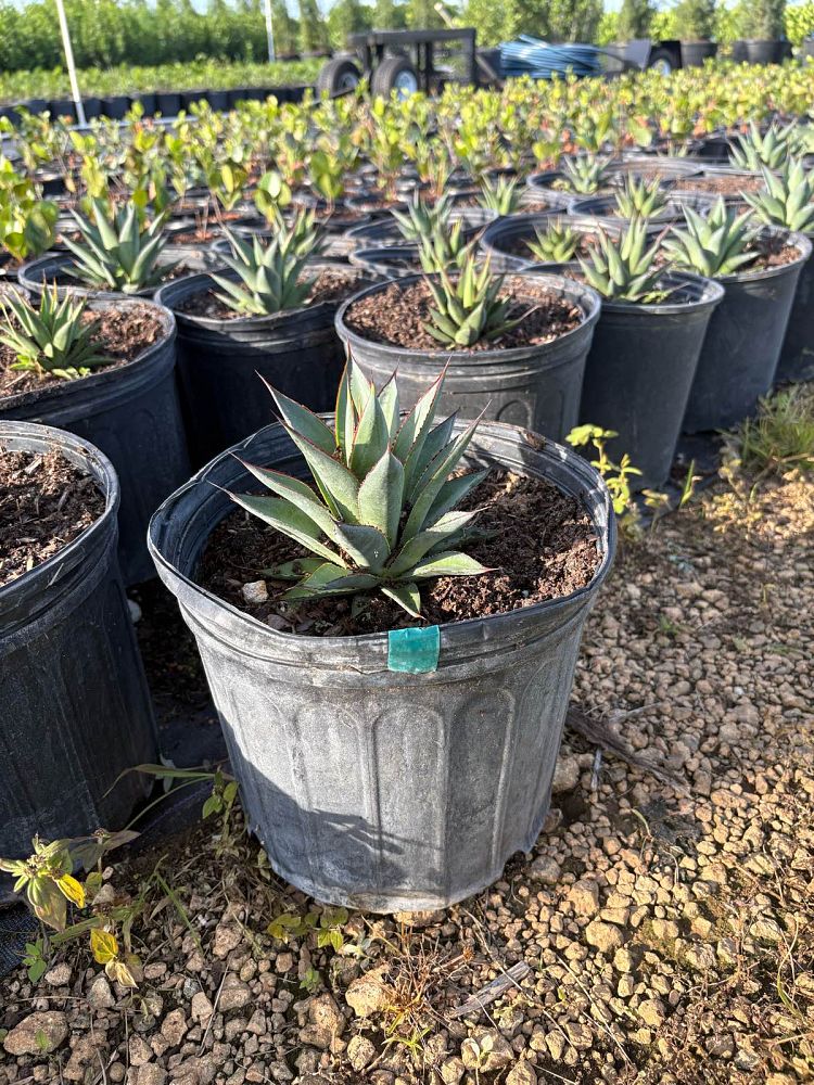 agave-blue-glow