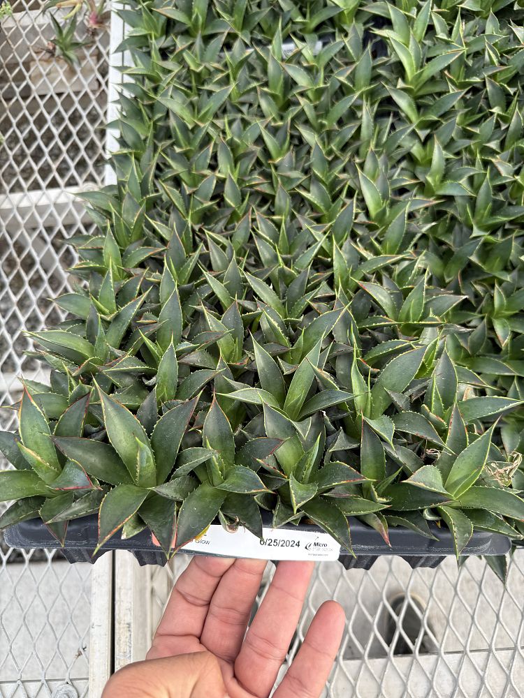 agave-blue-glow
