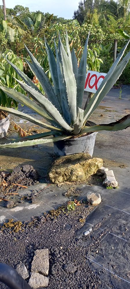 agave-blue-glow-variegata-variegated-agave