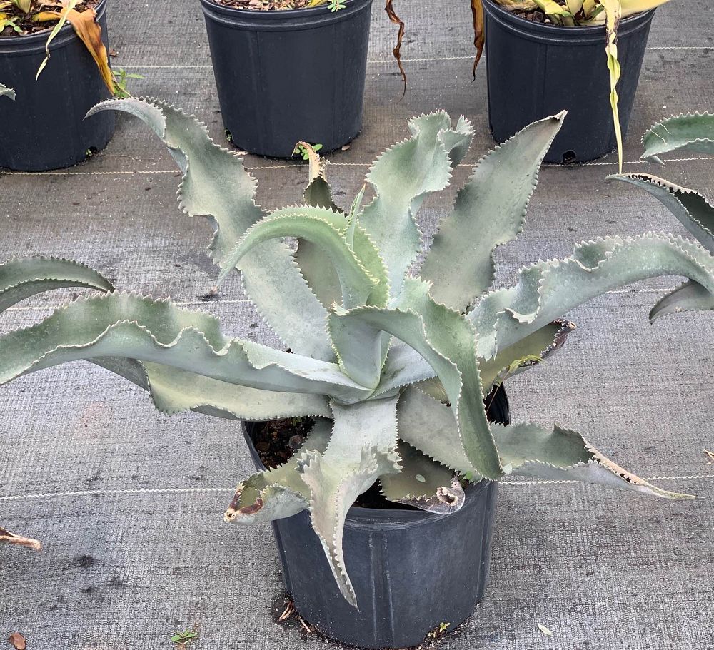 agave-blue-wave