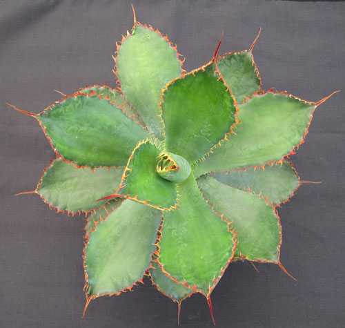agave-bovicornuta-cow-s-horn-agave
