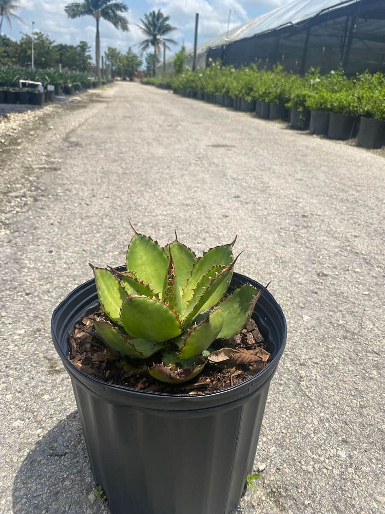 agave-bovicornuta-cow-s-horn-agave