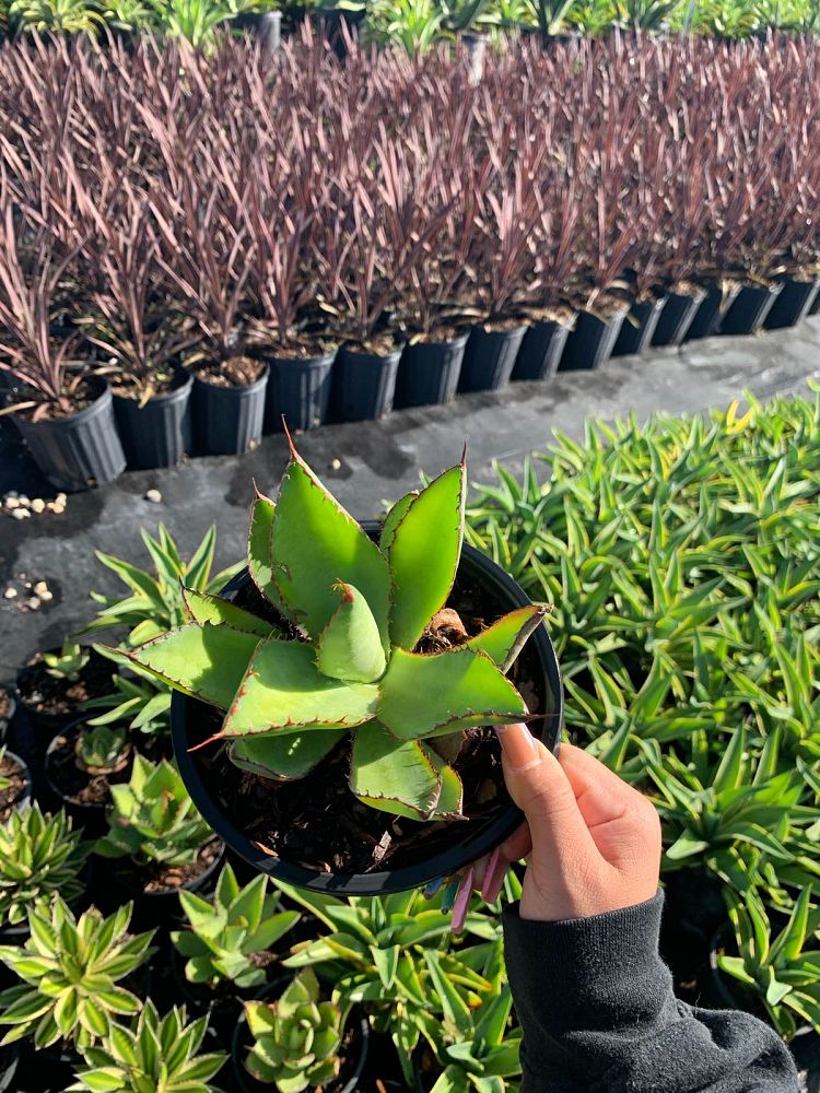 agave-bovicornuta-cow-s-horn-agave