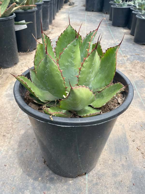 agave-bovicornuta-cow-s-horn-agave