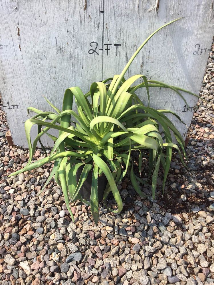 Arizona WholeSale Growers