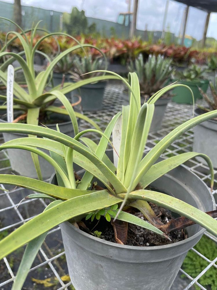 agave-bracteosa-calamar-solitary-candelabrum-agave