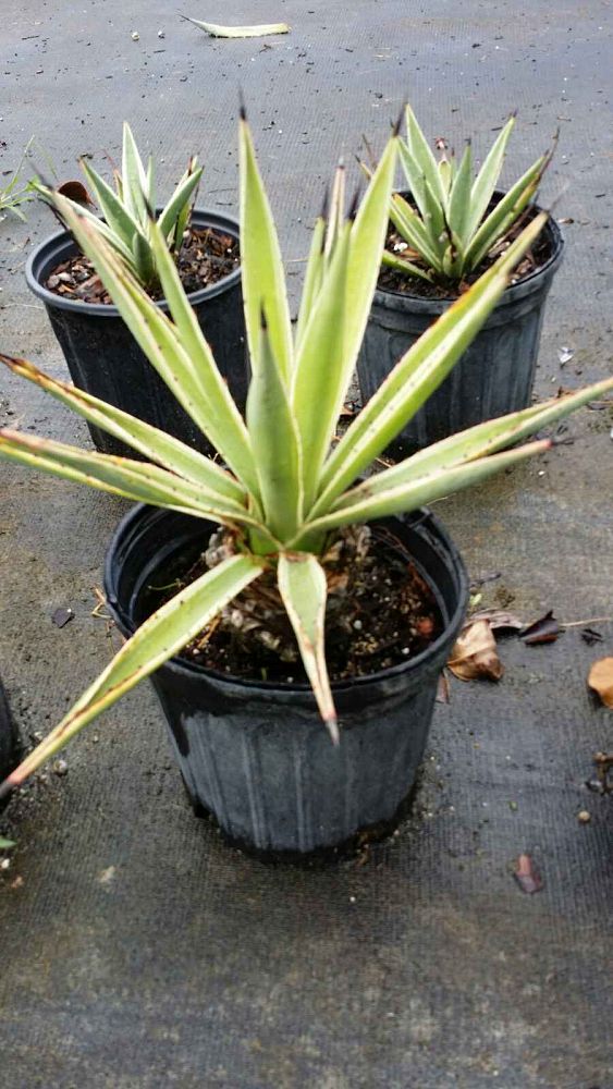 agave-caribaea
