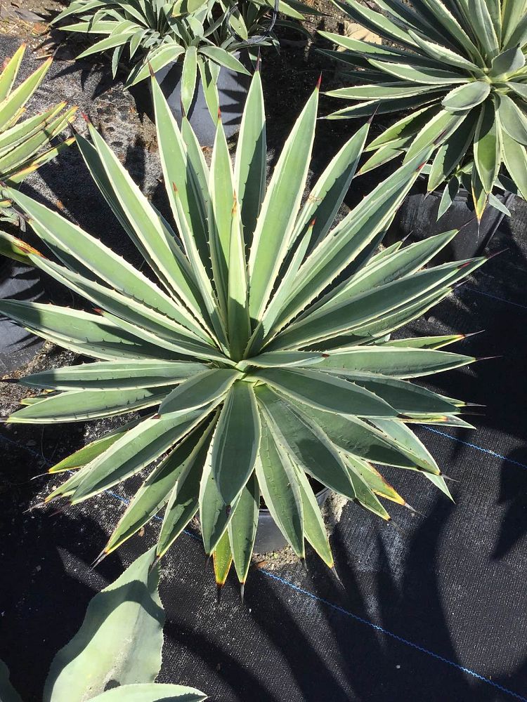agave-caribaea
