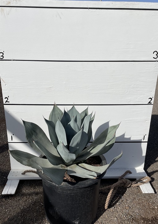 agave-celsii-nova-nova-agave