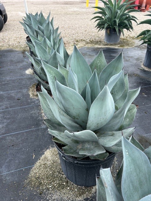 agave-celsii-nova-nova-agave
