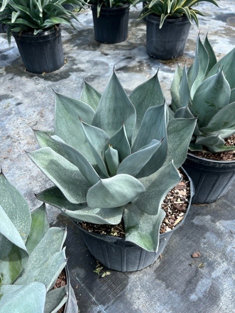 agave-celsii-nova-nova-agave