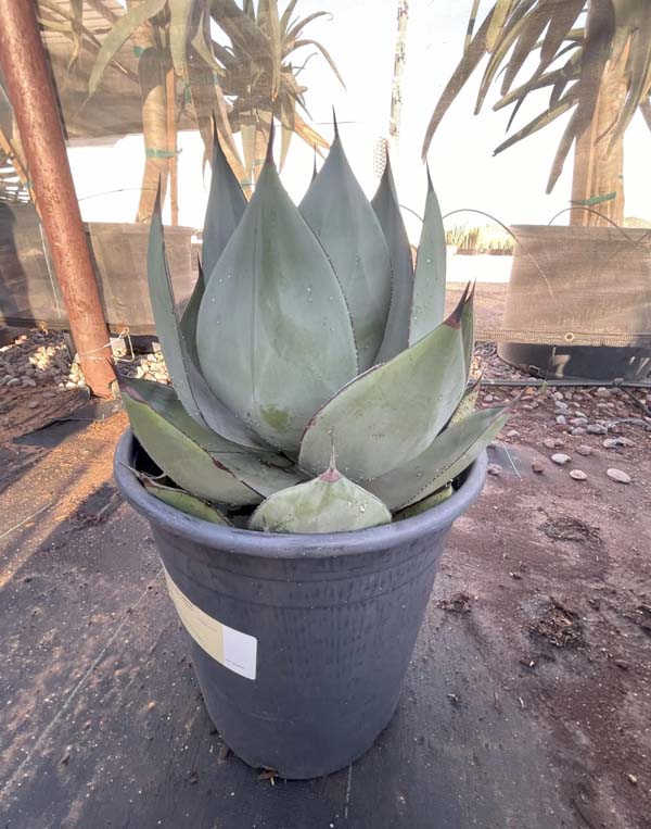 agave-celsii-nova-nova-agave