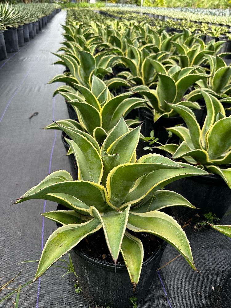 agave-celsii