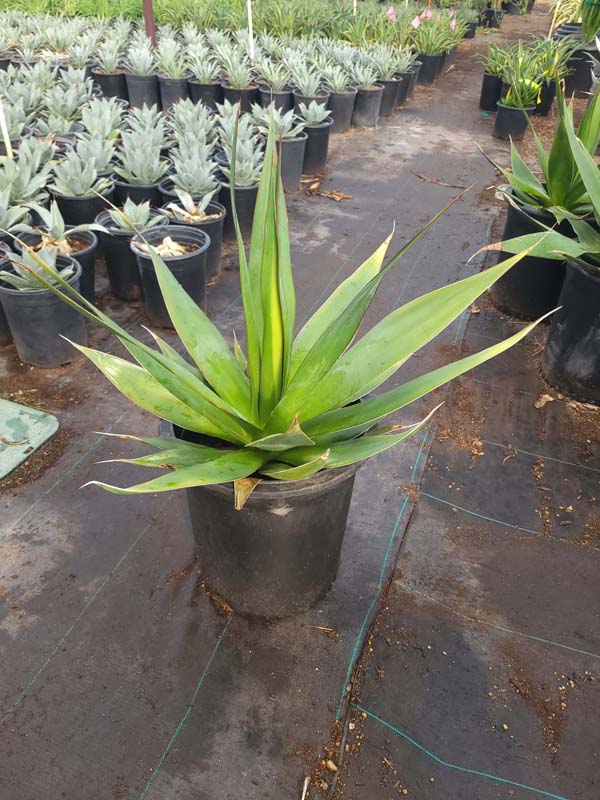 agave-chazaroi