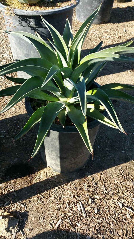 agave-desmettiana-dwarf-century-plant