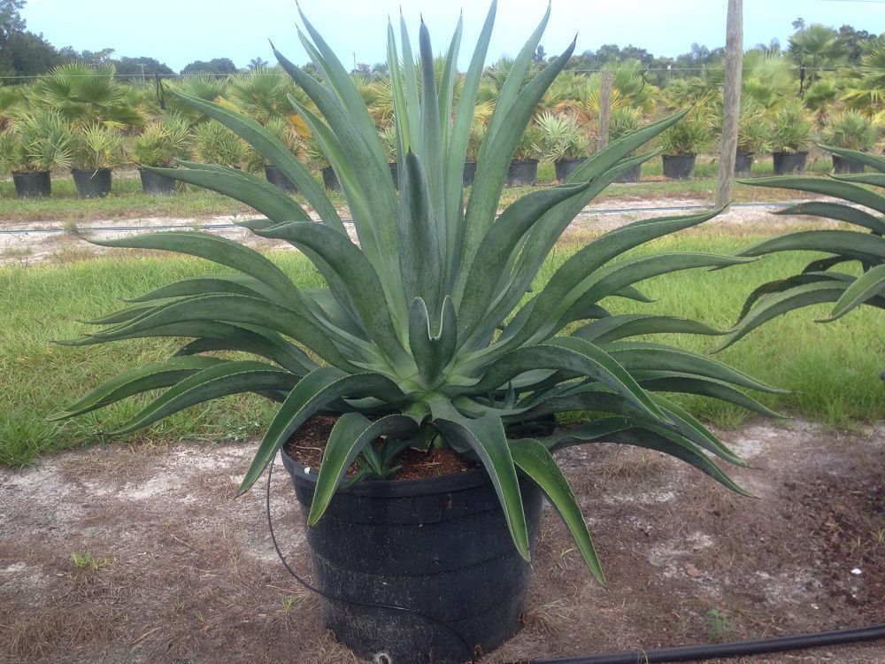 agave-desmettiana-dwarf-century-plant