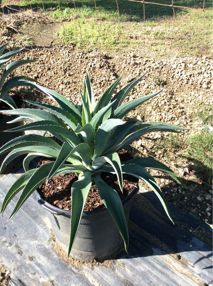 agave-desmettiana-dwarf-century-plant