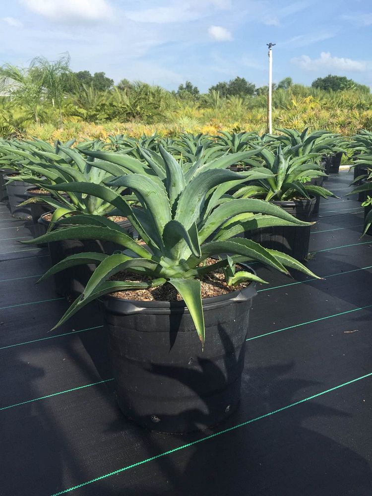 agave-desmettiana-dwarf-century-plant