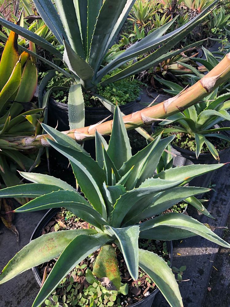 agave-desmettiana-dwarf-century-plant