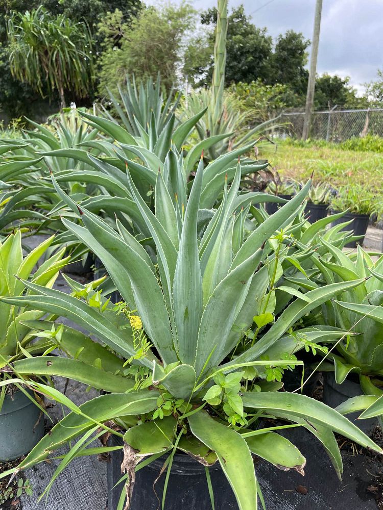agave-desmettiana-dwarf-century-plant