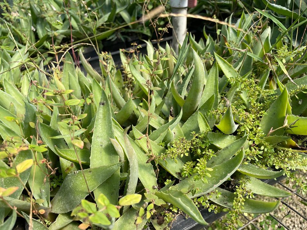 agave-desmettiana-dwarf-century-plant