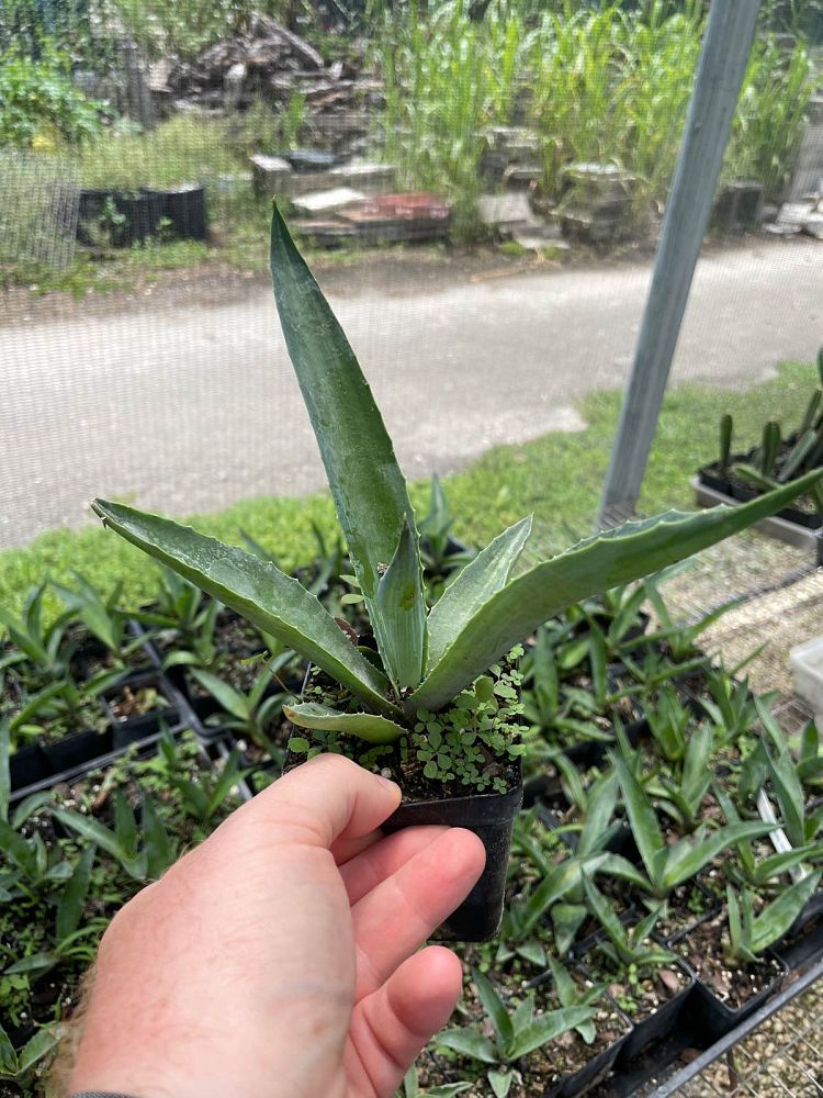 agave-desmettiana-dwarf-century-plant