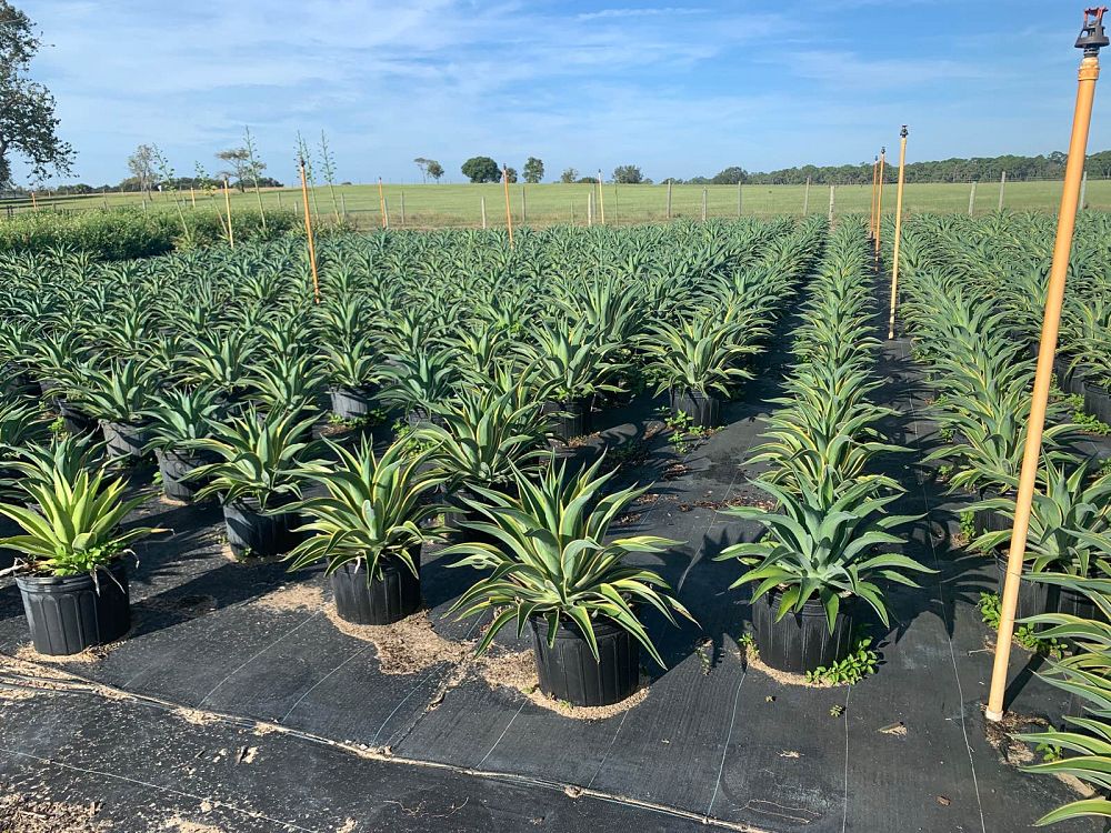 agave-desmettiana-dwarf-century-plant