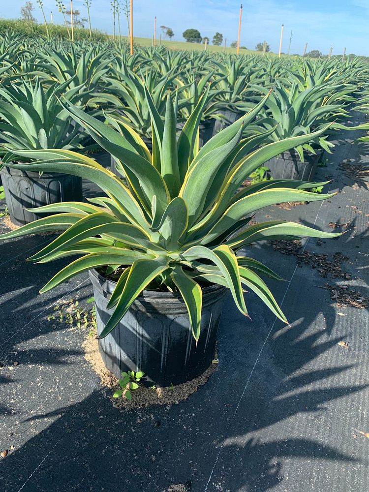 agave-desmettiana-dwarf-century-plant