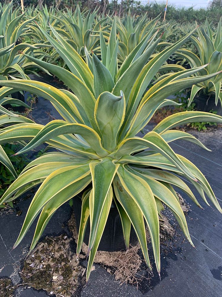 agave-desmettiana-dwarf-century-plant
