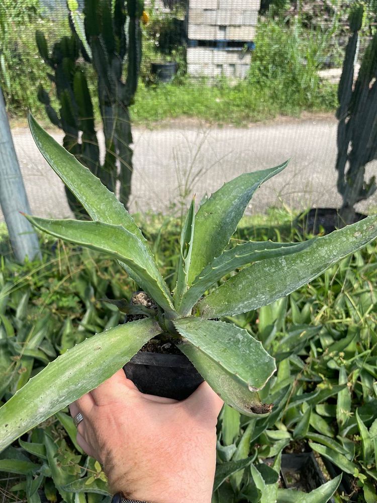 agave-desmettiana-dwarf-century-plant