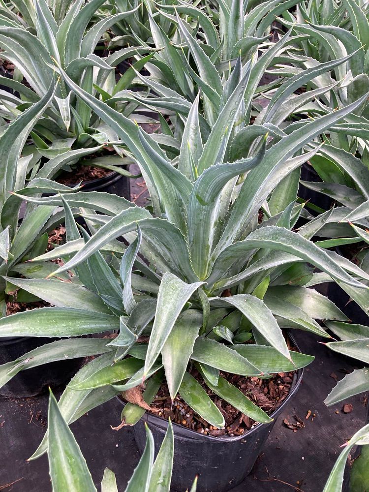 agave-desmettiana-dwarf-century-plant