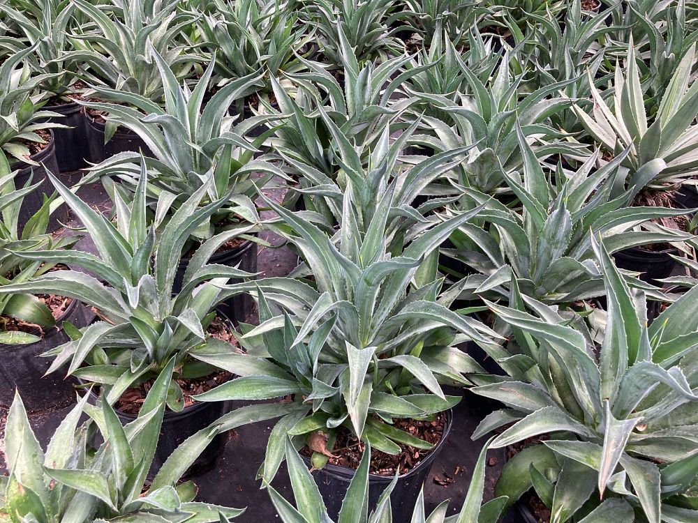 agave-desmettiana-dwarf-century-plant