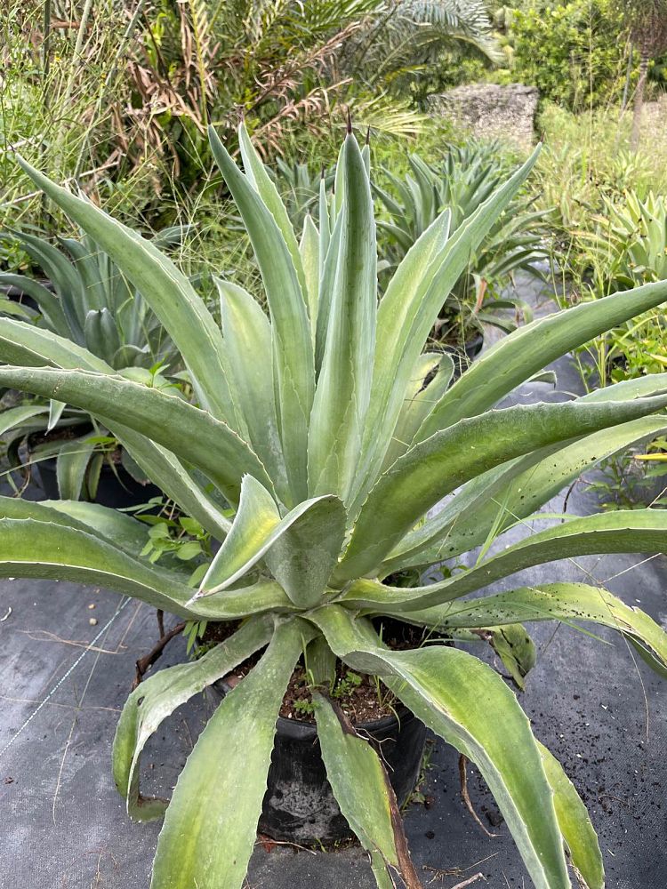 agave-desmettiana-dwarf-century-plant