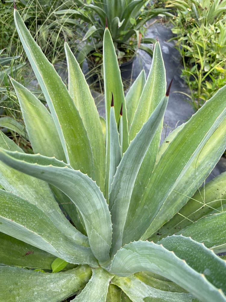 agave-desmettiana-dwarf-century-plant