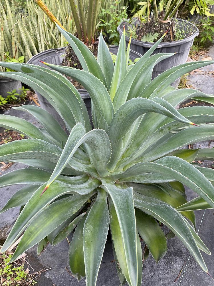 agave-desmettiana-dwarf-century-plant