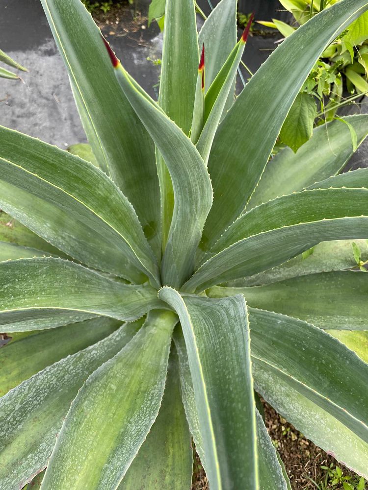 agave-desmettiana-dwarf-century-plant