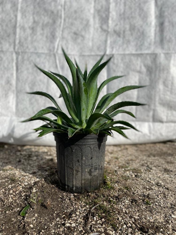 agave-desmettiana-dwarf-century-plant