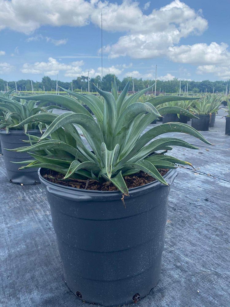 agave-desmettiana-dwarf-century-plant